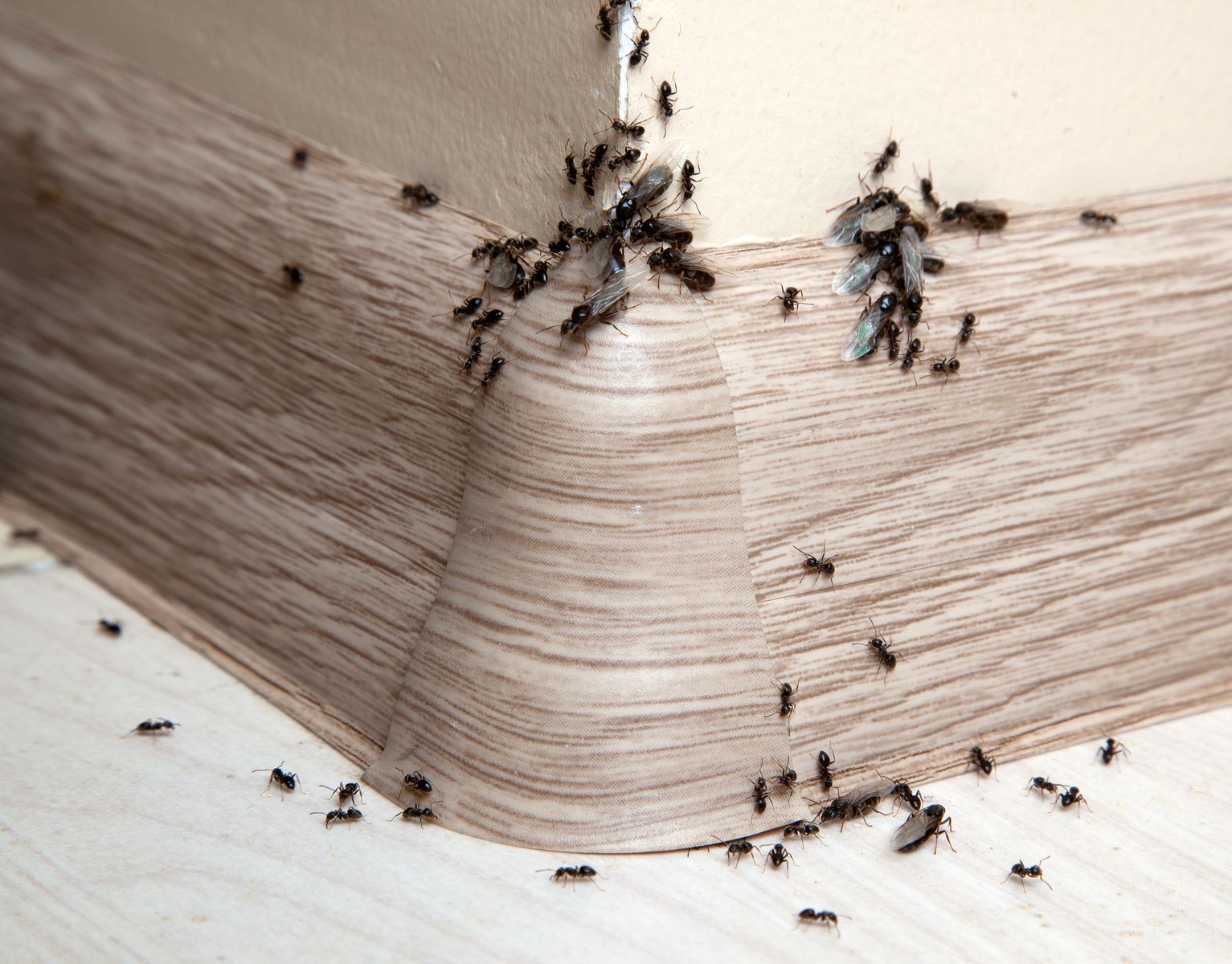Как избавиться от рыжих муравьев в квартире — ботаничка