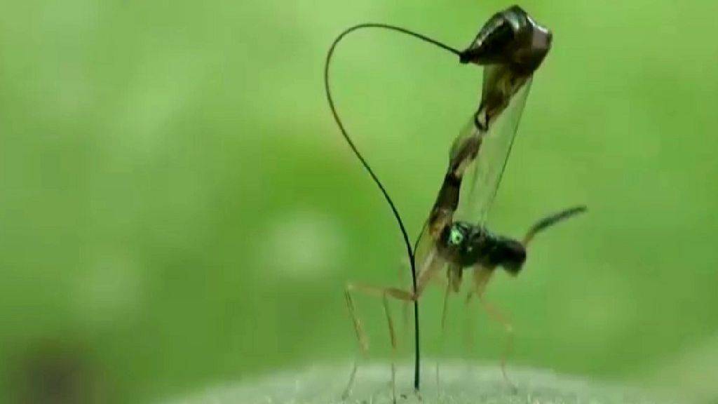 Немка европейская — бархатный муравей с острым жалом