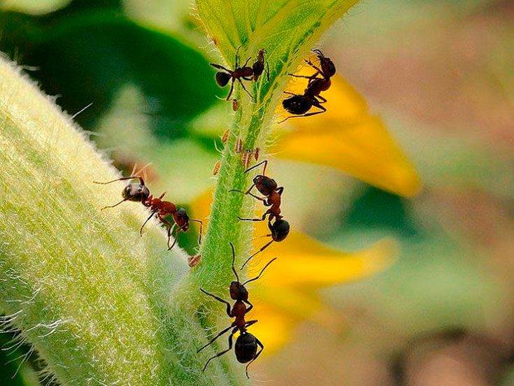 Муравьи в огороде. польза, вред и как бороться с муравьями в огороде