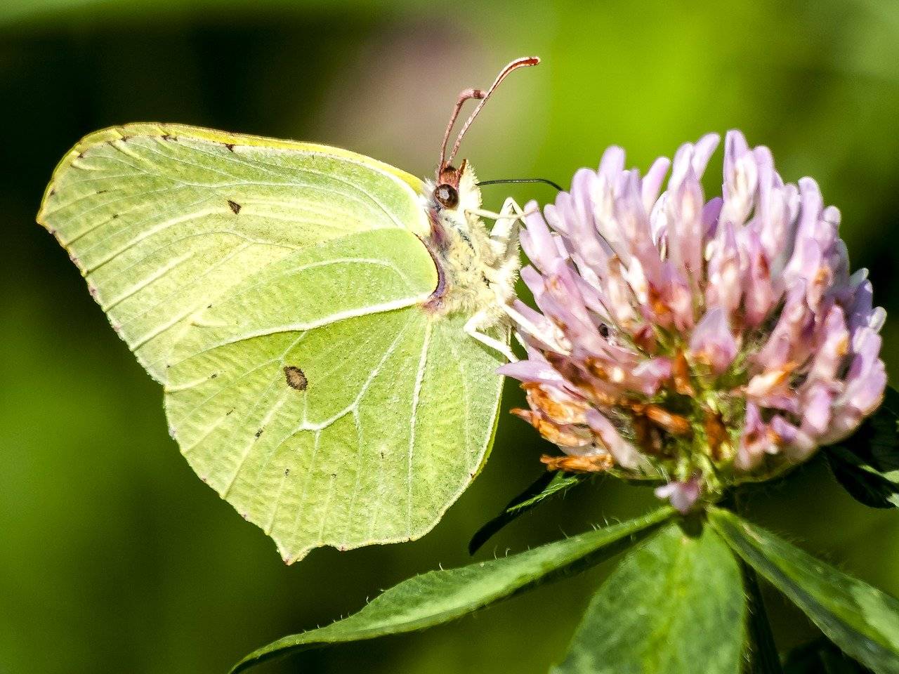 Бабочка монарх данаида, сколько живет, фото, описание и миграция