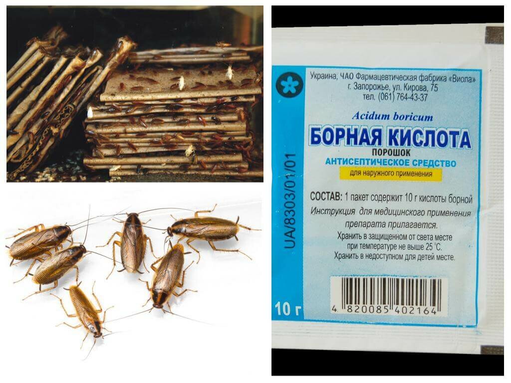 Как травить тараканов борной кислотой, рецепты средств уничтожения