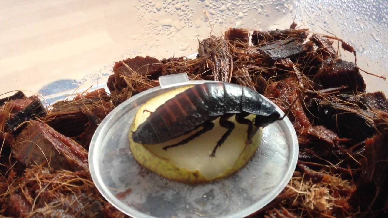 Мадагаскарский таракан - как правильно содержать в домашних условиях?