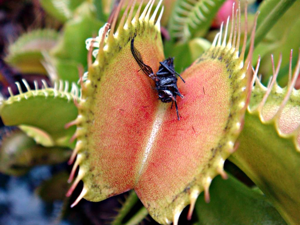 Венерина мухоловка - загадочное и опасное растение-хищник, можно ли вырастить ее в обычной квартире