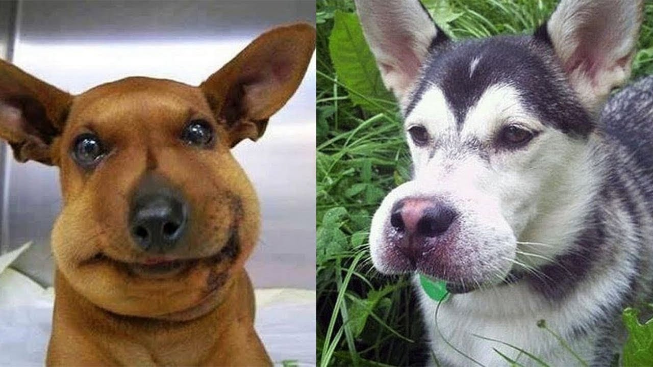Что делать если кошку укусила пчела?