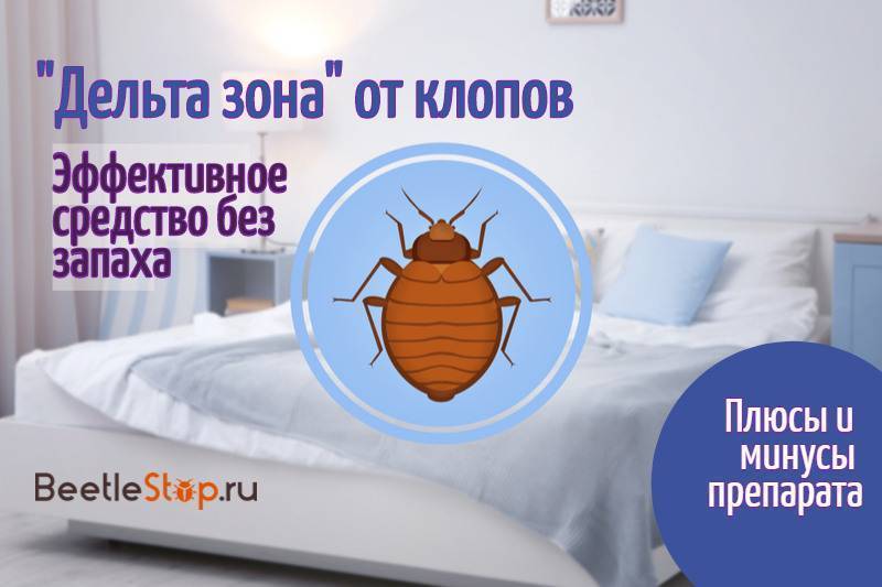 Секрет быстрого избавления от клопов