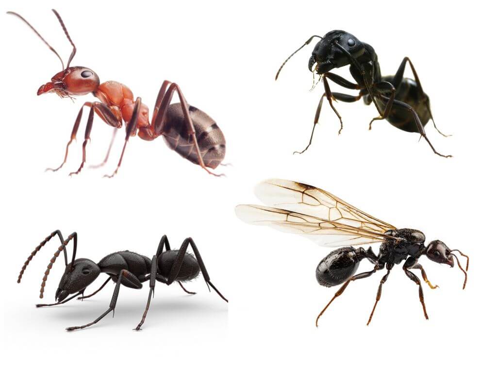 Как устроен муравейник – интересная жизнь муравьиного сообщества