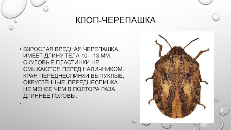 Клоп вредная черепашка — характеристика вида, какой вред приносит и как с ним бороться. что такое клоп вредная черепашка и как с ним бороться