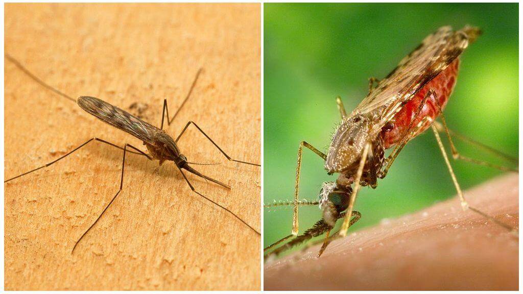 Как комары изменили мир? — странная планета