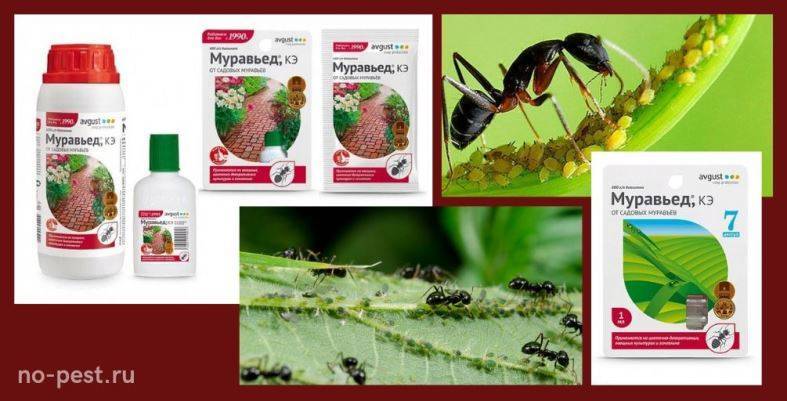 Муравьед: инструкция по применению и отзывы о инсектициде