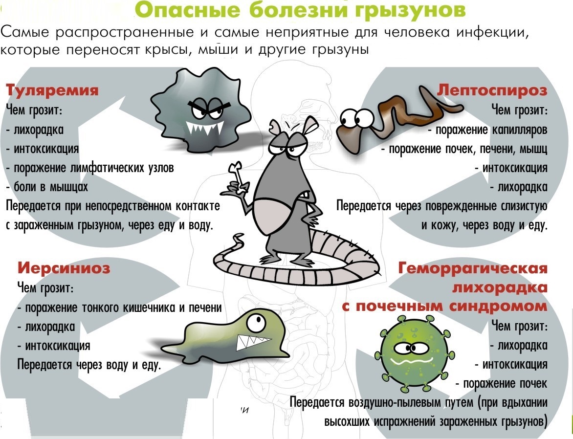 Мышиная лихорадка