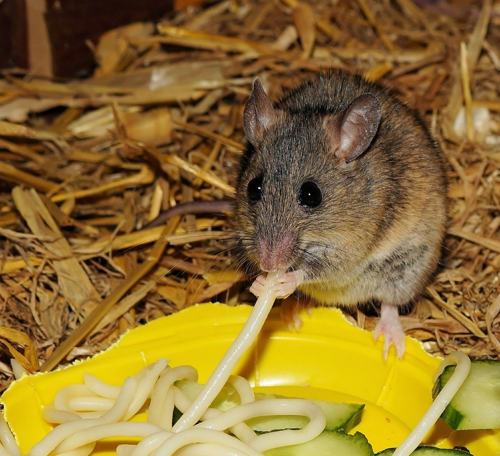 Лабораторные мыши, особенность вида, для чего выведены и можно ли держать их дома 2021