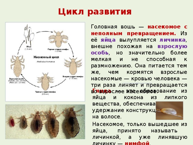 Вши у ребенка, взрослого: выбор средства от вшей, лечение педикулеза - напоправку – напоправку