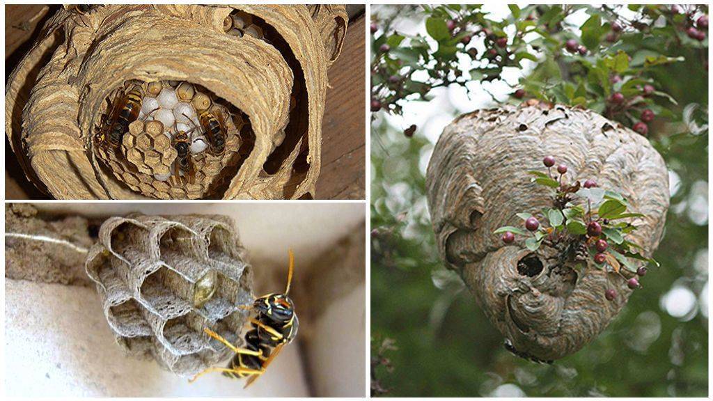 Осиные гнезда — целебные свойства