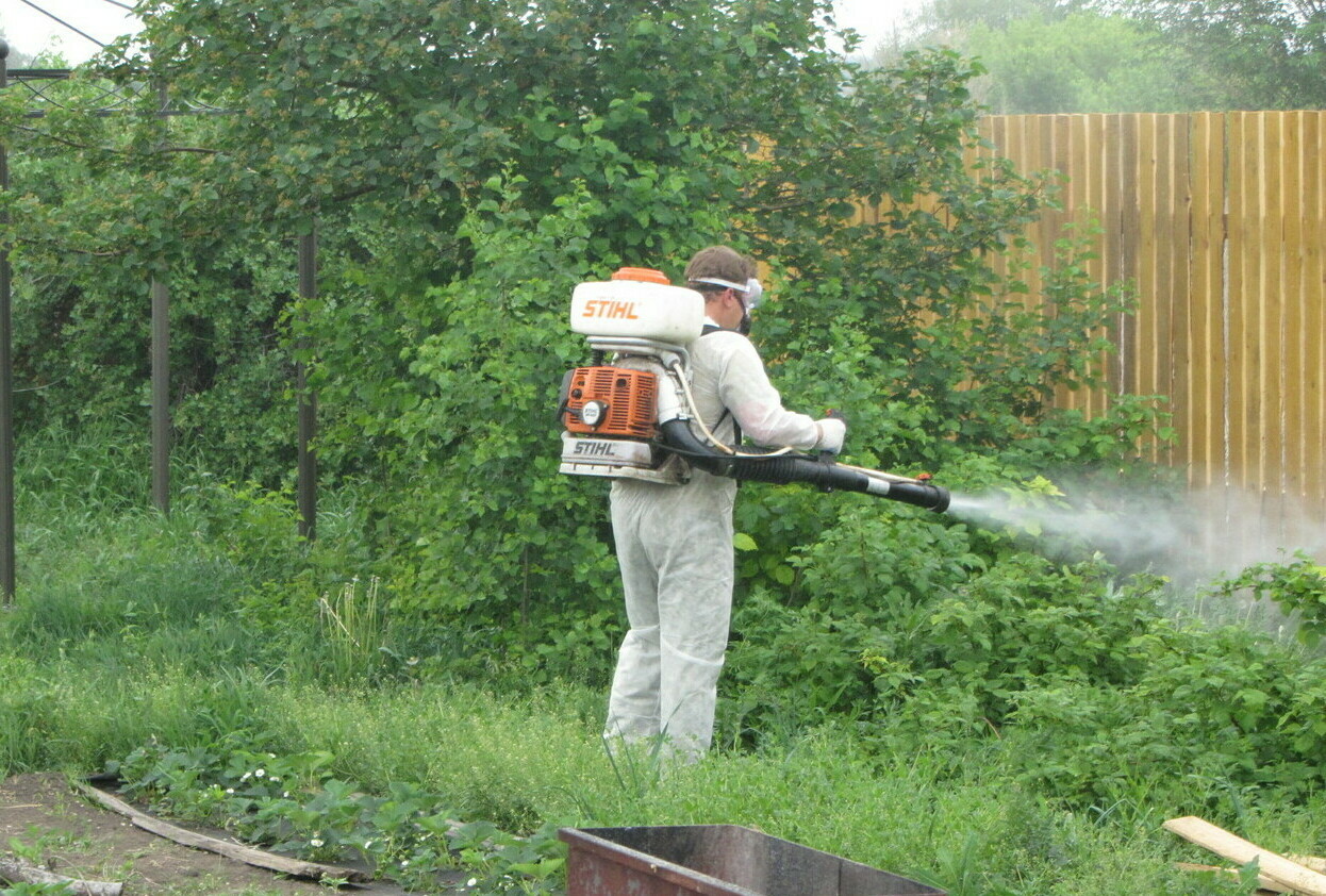 Как избавиться от комаров на даче. обработка участка от комаров