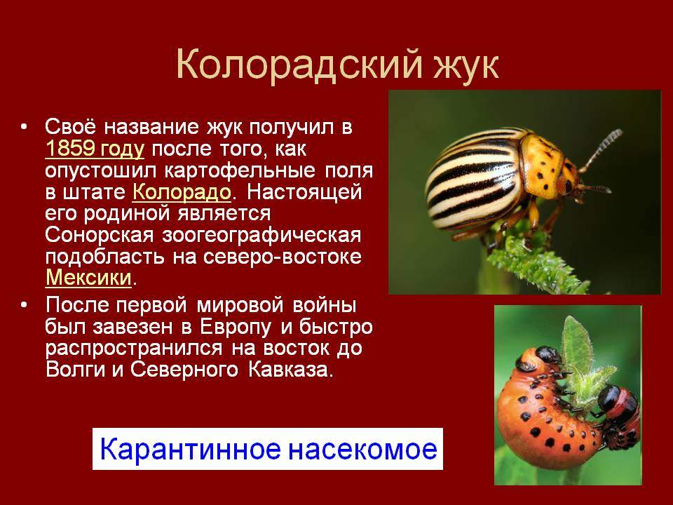 Активный мигрант: откуда появился колорадский жук в России