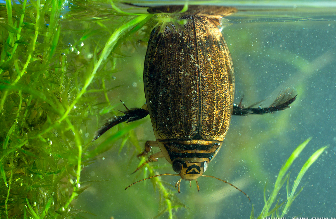 Особенности больших черных жуков водолюбов: способ дыхания и жизненный цикл