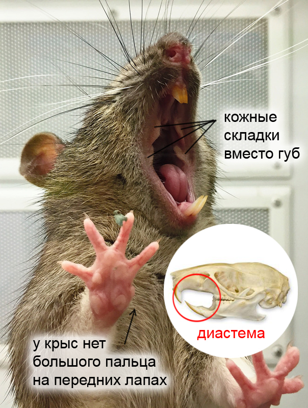 Как называется боязнь мышей фобия