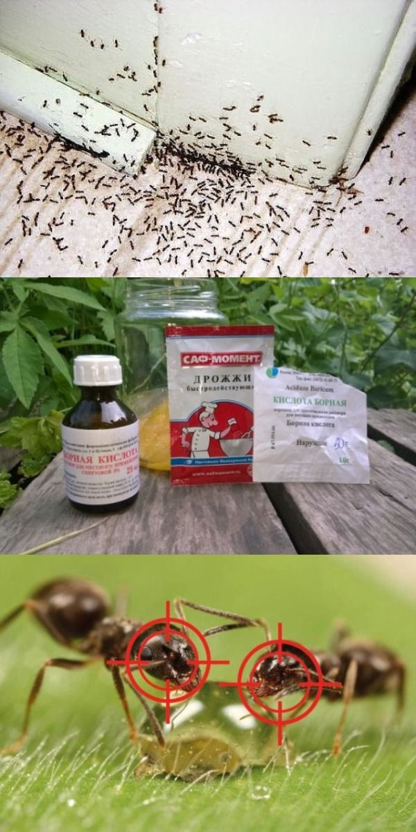 Как бороться с муравьями в квартире - эффективные средства