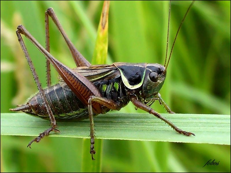 О чем поет полевой сверчок? описание насекомого и его одинокой жизни