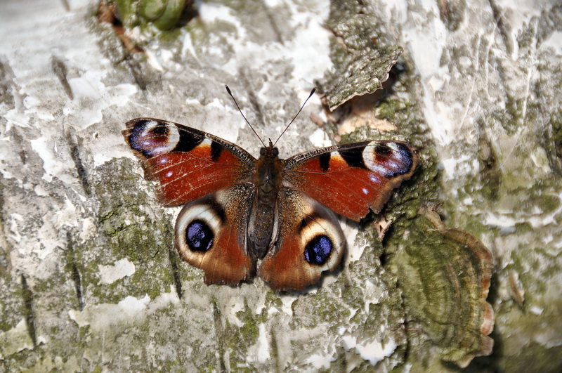 Бабочка павлиний глаз: описание внешнего вида и продолжительность жизни чешуекрылого