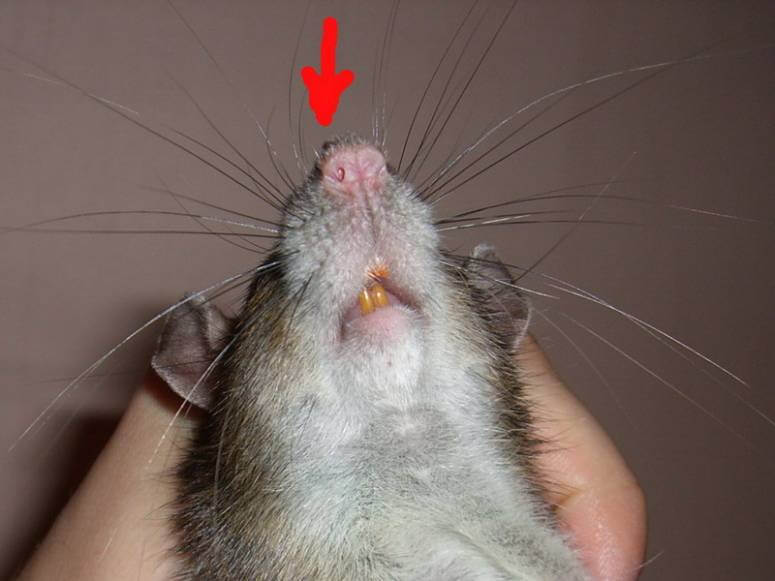 Опасен ли укус летучей мыши для человека: ответы экспертов