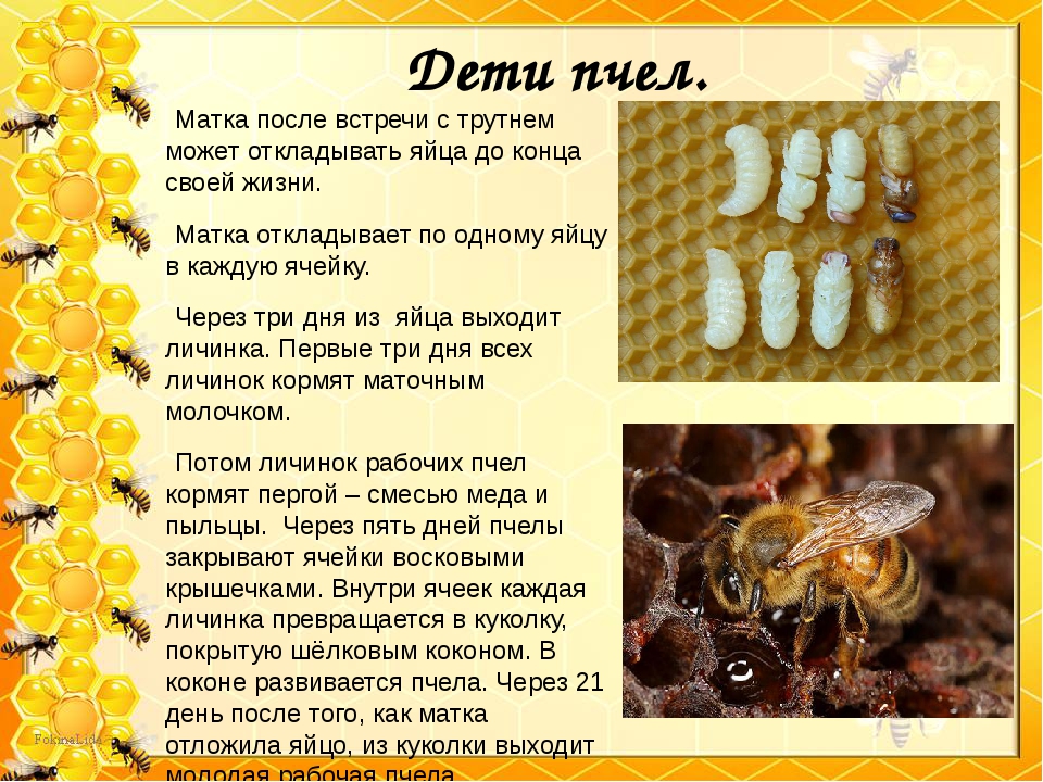 Осиный мед - как они его делают и можно ли его есть