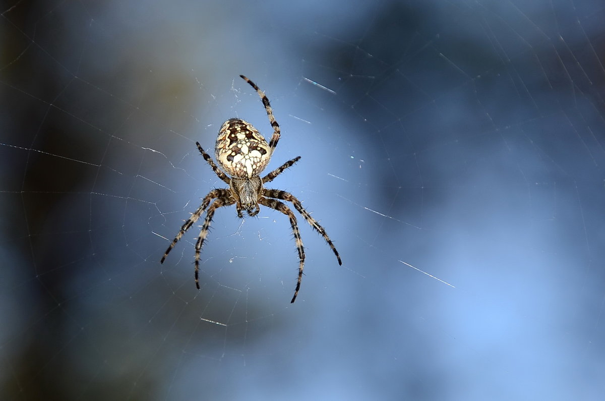 Опасен ли паук крестовик? как выглядит и размножается? фото — ботаничка