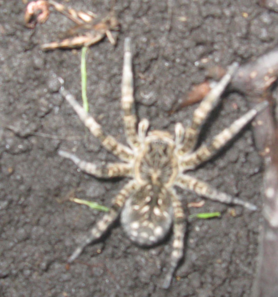 Топ 8: самые ядовитые и опасные пауки россии - названия, фото и описание