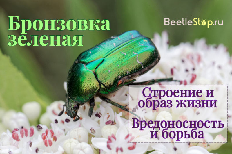 Бронзовка жук. описание, особенности, виды и среда обитания жука бронзовки | живность.ру