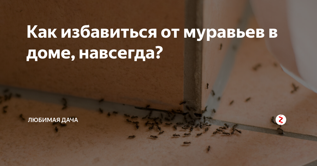 Как избавиться от муравьев? – топ-10 рабочих способов