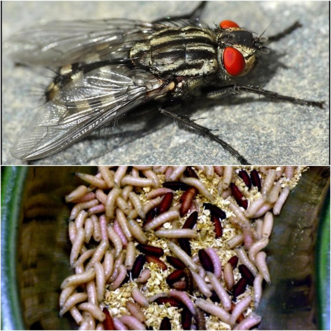 Как размножаются мухи обыкновенные