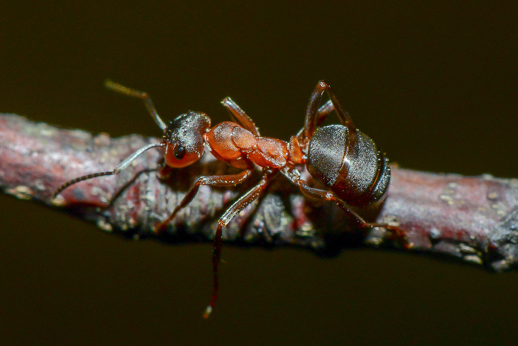 Лесные муравьи доме: как избавиться народными средствами