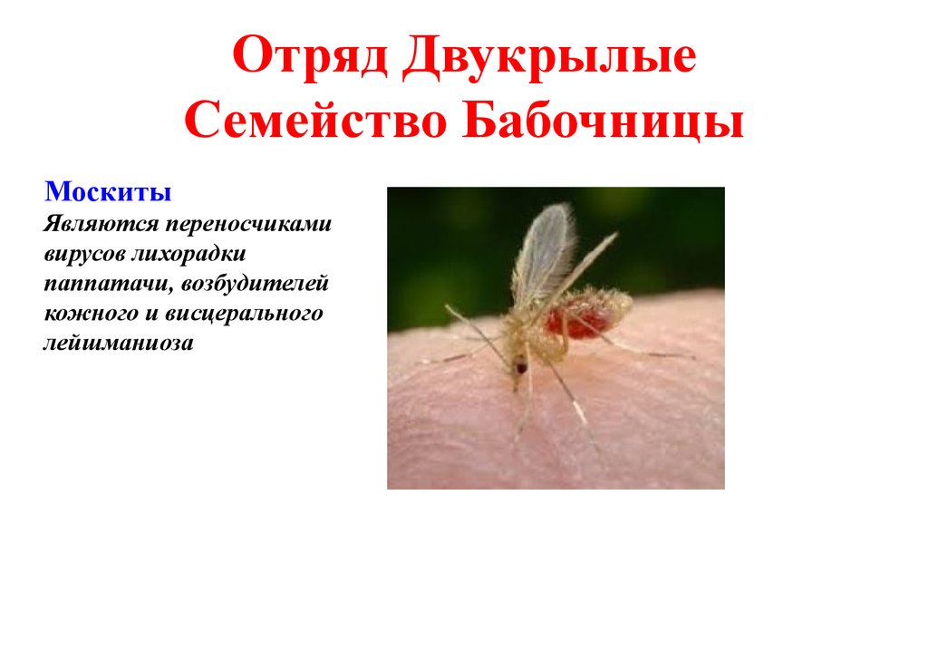 Избавиться от бабочницы или канализационной мухи, профилактика