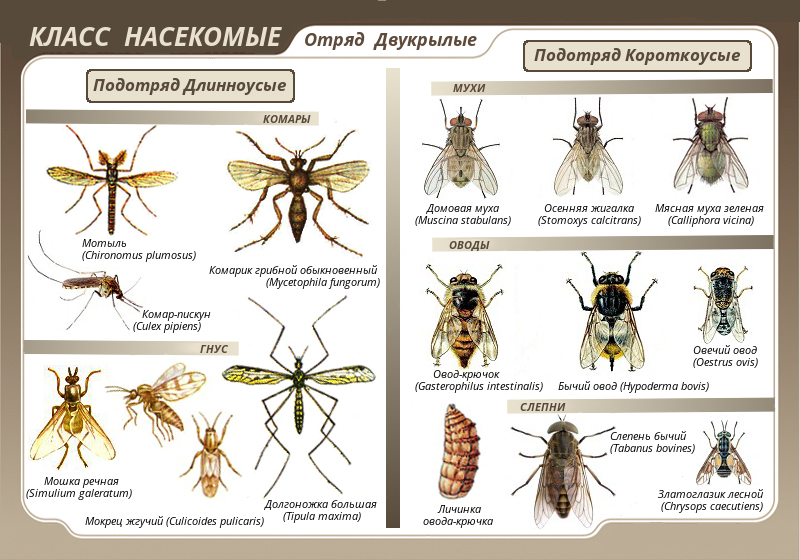 Двукрылые насекомые - средства для защиты растений.