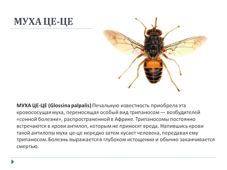 Описание и фото мухи цеце. образ жизни и среда обитания мухи цеце