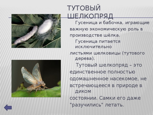 Пауки-шелкопряды: интересные факты, фото