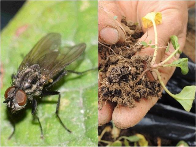 Капустная муха на огороде, как избавиться, способы борьбы