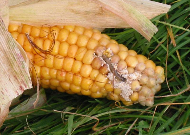 Топ-12 вредителей кукурузы – stiri agricole din moldova | новости с...