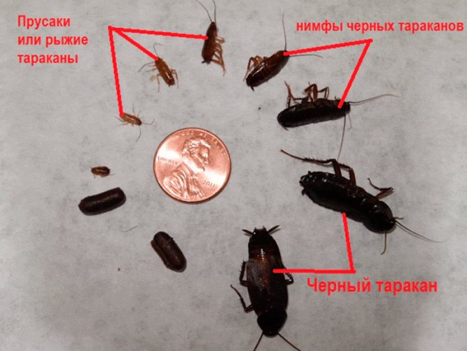 Как быстро избавиться от черных тараканов в квартире?