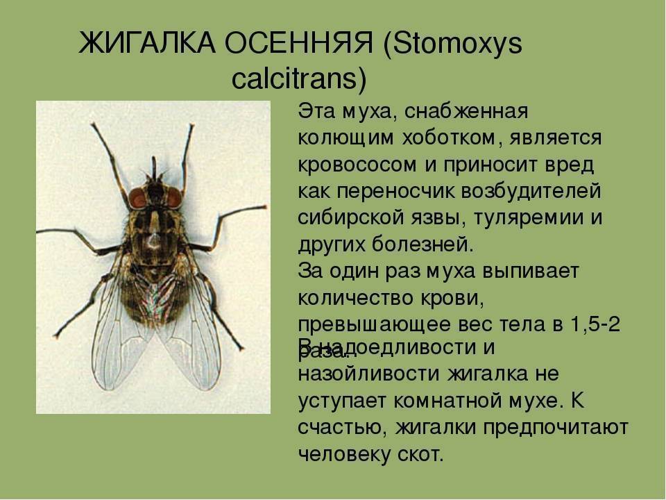 Какие мухи кусаются, виды и описание, помощь при укусах