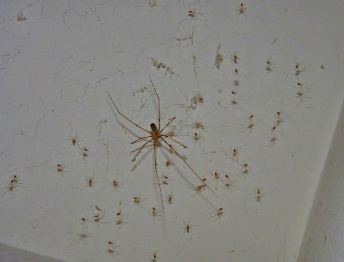 Чем питаются и что едят пауки в доме - как избавиться он надоедливых насекомых / vantazer.ru – информационный портал о ремонте, отделке и обустройстве ванных комнат
