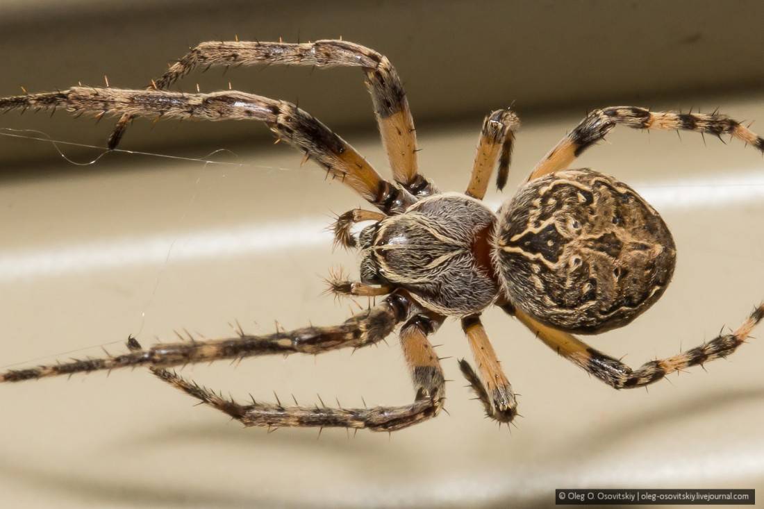 Ядовитые пауки россии: фото и названия самых опасных представителей