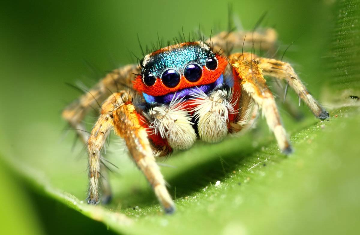 Королевский паук-скакун | мир животных и растений