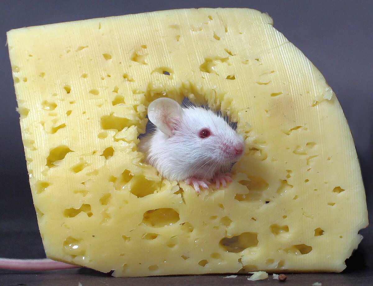 Действительно ли мыши любят сыр? чем кормить домашних грызунов?