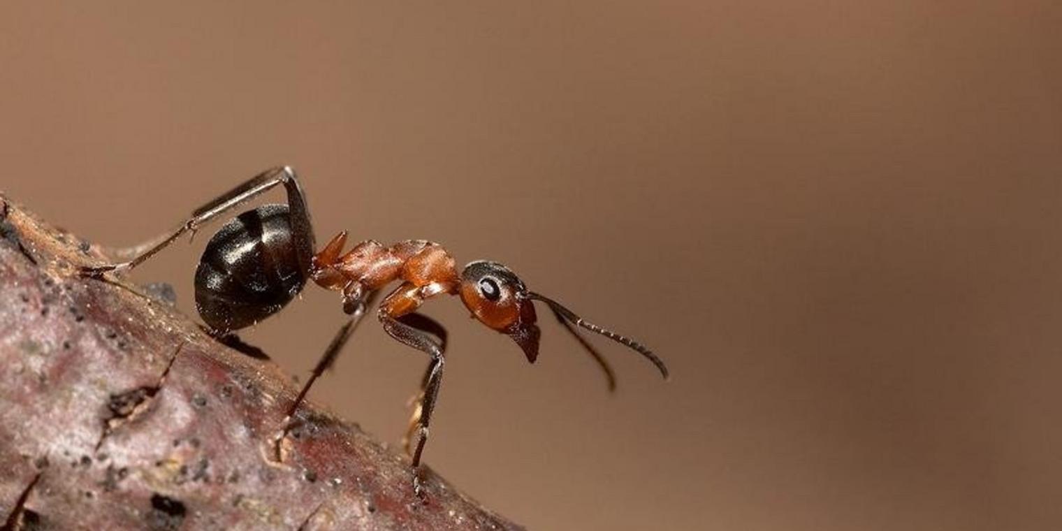 К чему снится муравьи. видеть во сне муравьи - сонник дома солнца