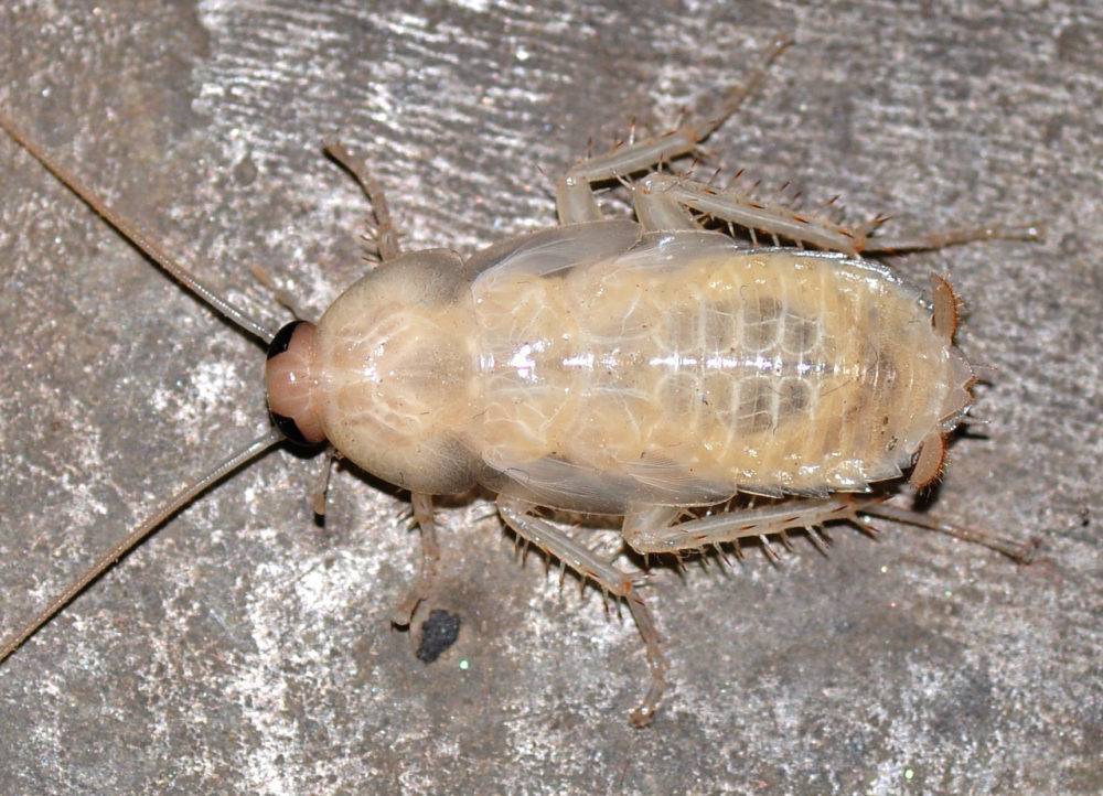 Бывают ли белые тараканы и что делать после их обнаружения