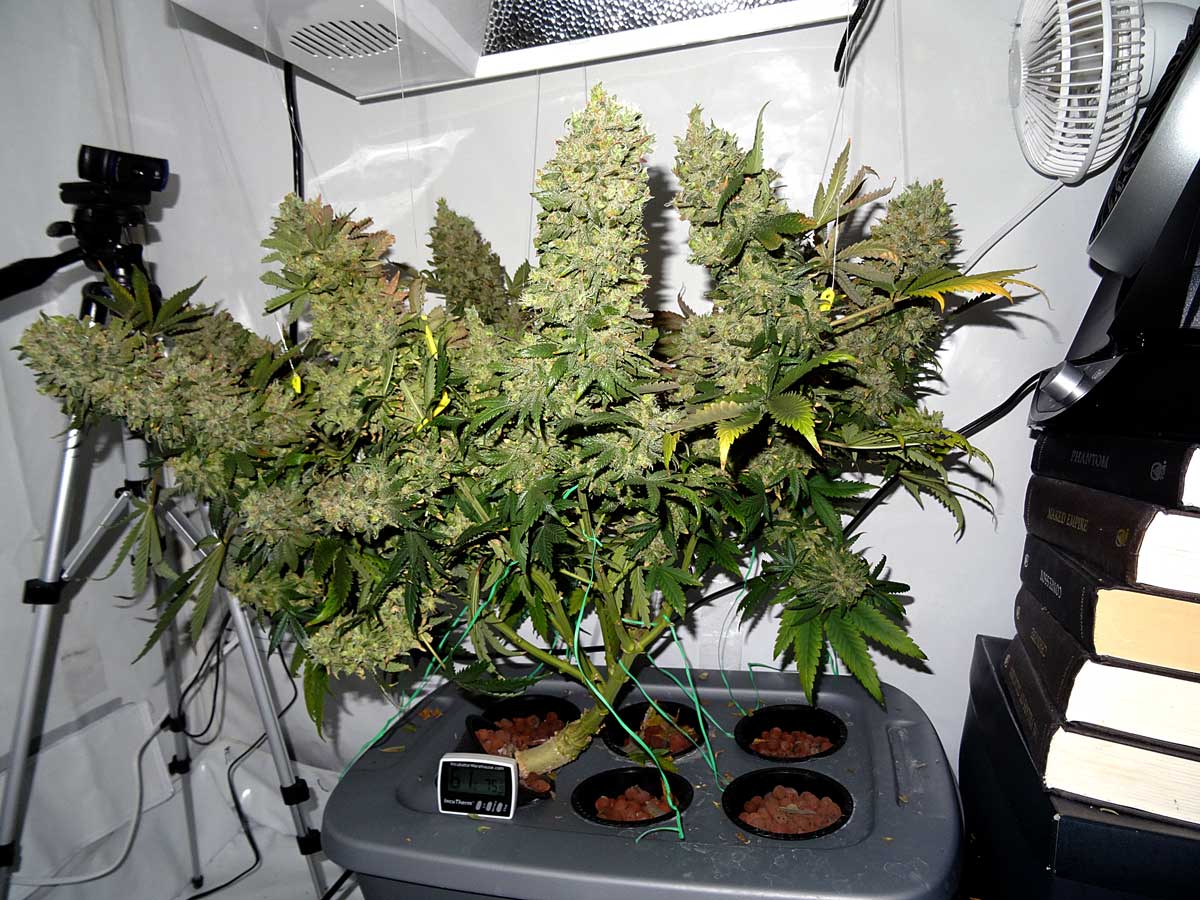 выращивание марихуаны гидропоника в домашних условиях