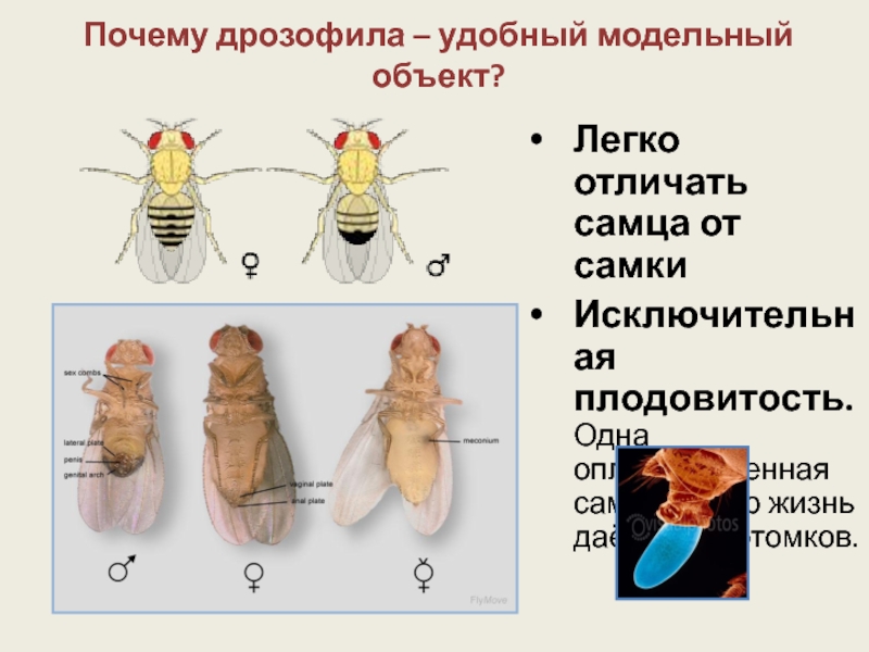 Дрозофила сколько потомства