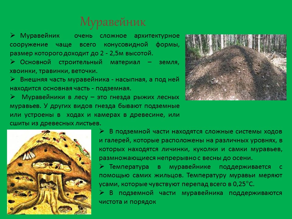 Значение муравьев в природе: польза, вред и лечение русский фермер