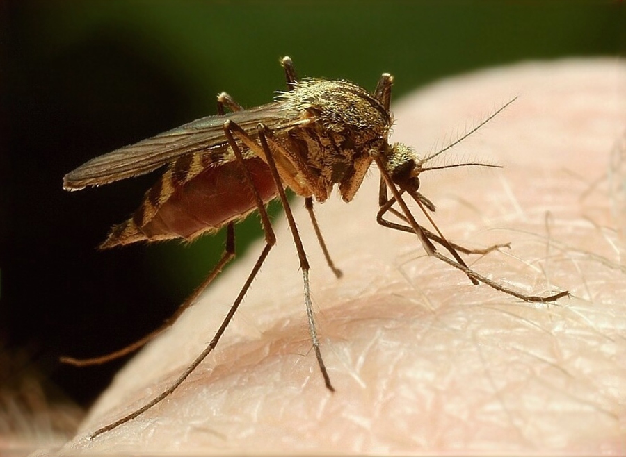 Комар — внешние признаки, отличительные особенности питание, жизненный цикл +102 фото